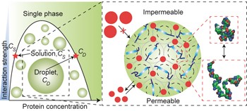 Phase behaviour of disordered proteins underlying low density and high permeability of liquid organelles