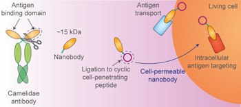 Cell-permeable nanobodies for targeted immunolabelling and antigen manipulation in living cells