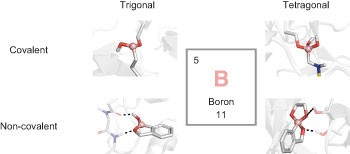 The versatility of boron in biological target engagement