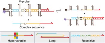 Modular probes for enriching and detecting complex nucleic acid sequences