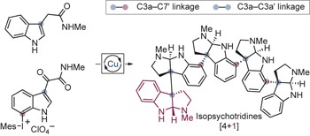 Catalyst-controlled oligomerization for the collective synthesis of polypyrroloindoline natural products