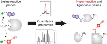 Global profiling of lysine reactivity and ligandability in the human proteome