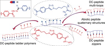 Dynamic covalent chemistry enables formation of antimicrobial peptide quaternary assemblies in a completely abiotic manner