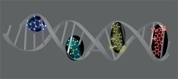 Fluorescent nucleobases as tools for studying DNA and RNA