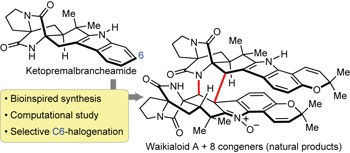 Bioinspired chemical synthesis of monomeric and dimeric stephacidin A congeners