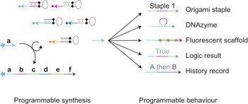 Programmable autonomous synthesis of single-stranded DNA