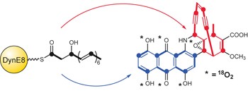 A dual role for a polyketide synthase in dynemicin enediyne and anthraquinone biosynthesis