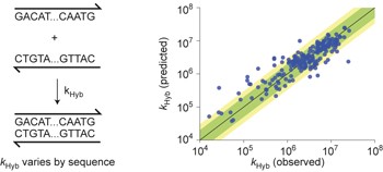 Predicting DNA hybridization kinetics from sequence