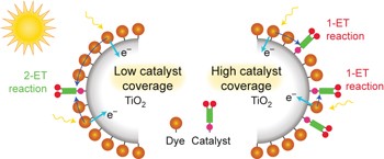 Direct observation of sequential oxidations of a titania-bound molecular proxy catalyst generated through illumination of molecular sensitizers