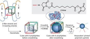 DNA-imprinted polymer nanoparticles with monodispersity and prescribed DNA-strand patterns