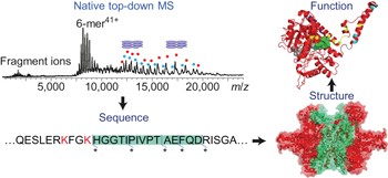 An integrated native mass spectrometry and top-down proteomics method that connects sequence to structure and function of macromolecular complexes