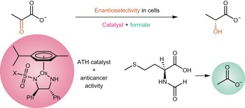 Asymmetric transfer hydrogenation by synthetic catalysts in cancer cells