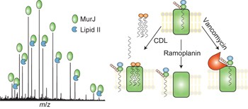 Direct observation of the influence of cardiolipin and antibiotics on lipid II binding to MurJ