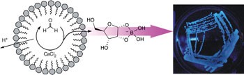 Sugar synthesis in a protocellular model leads to a cell signalling response in bacteria