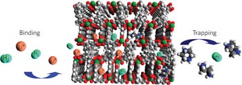 Cation-induced kinetic trapping and enhanced hydrogen adsorption in a modulated anionic metal–organic framework