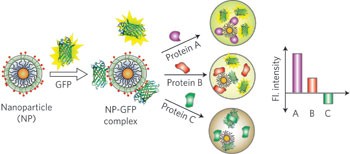 Sensing of proteins in human serum using conjugates of nanoparticles and green fluorescent protein