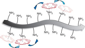 Highly dynamic motion of crown ethers along oligolysine peptide chains