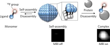 Self-assembling nanoprobes that display off/on <sup>19</sup>F nuclear magnetic resonance signals for protein detection and imaging