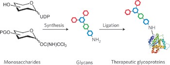 Opportunities and challenges in synthetic oligosaccharide and glycoconjugate research