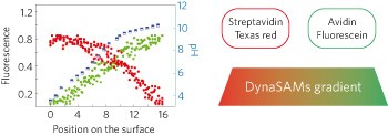 Hierarchical functional gradients of pH-responsive self-assembled monolayers using dynamic covalent chemistry on surfaces