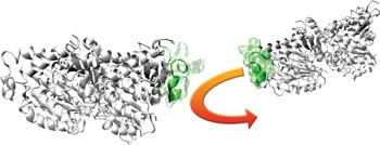 <i>In silico</i> design of tubulin-targeted antimitotic peptides