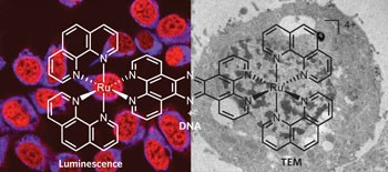 A ruthenium(<span class="small-caps u-small-caps">II</span>) polypyridyl complex for direct imaging of DNA structure in living cells