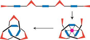 Synthesis of a molecular trefoil knot by folding and closing on an octahedral coordination template