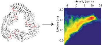Watching conformational- and photodynamics of single fluorescent proteins in solution