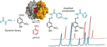 Nucleophilic catalysis of acylhydrazone equilibration for protein-directed dynamic covalent chemistry