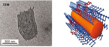 Monodisperse cylindrical micelles by crystallization-driven living self-assembly