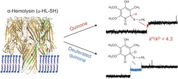 A primary hydrogen–deuterium isotope effect observed at the single-molecule level