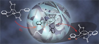 Crystallographic snapshots of the reaction of aromatic C–H with O<sub>2</sub> catalysed by a protein-bound iron complex