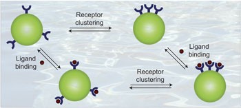 Mutual modulation between membrane-embedded receptor clustering and ligand binding in lipid membranes