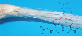 Mineralization of the metre-long biosilica structures of glass sponges is templated on hydroxylated collagen