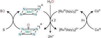 Highly efficient photocatalytic oxygenation reactions using water as an oxygen source