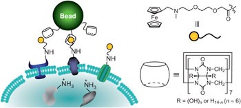 Supramolecular fishing for plasma membrane proteins using an ultrastable synthetic host–guest binding pair