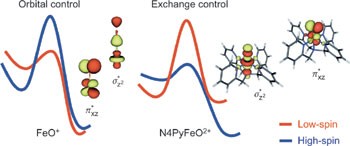 Exchange-enhanced reactivity in bond activation by metal–oxo enzymes and synthetic reagents