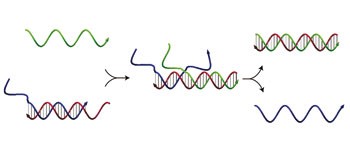 Dynamic DNA nanotechnology using strand-displacement reactions