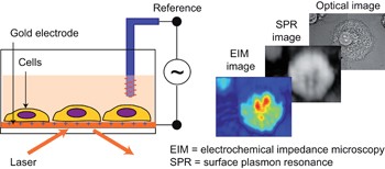 Single cells and intracellular processes studied by a plasmonic-based electrochemical impedance microscopy