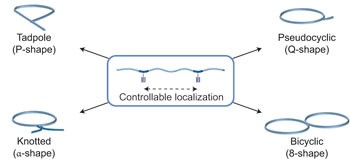 Controlled folding of synthetic polymer chains through the formation of positionable covalent bridges