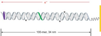 DNA charge transport over 34&#xa0;nm
