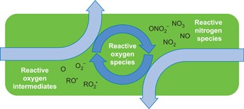 The role of long-lived reactive oxygen intermediates in the reaction of ozone with aerosol particles