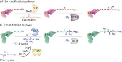 Lys34 of translation elongation factor EF-P is hydroxylated by YfcM