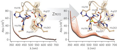 Metallo-β-lactamases withstand low Zn(<span class="small-caps u-small-caps">II</span>) conditions by tuning metal-ligand interactions