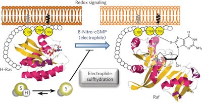 Hydrogen sulfide anion regulates redox signaling via electrophile sulfhydration