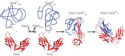Quality control of disulfide bond formation in pilus subunits by the chaperone FimC