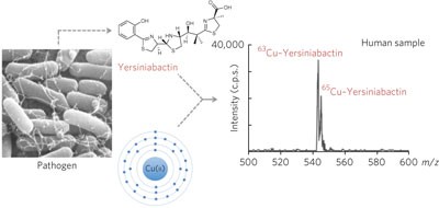 The siderophore yersiniabactin binds copper to protect pathogens during infection