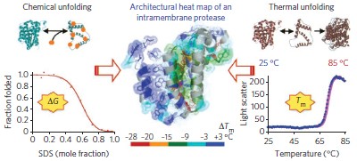 Architectural and thermodynamic principles underlying intramembrane protease function