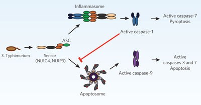 Caspase-1 activity is required to bypass macrophage apoptosis upon <i>Salmonella</i> infection