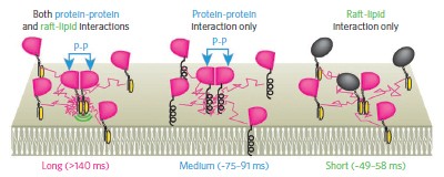 Transient GPI-anchored protein homodimers are units for raft organization and function